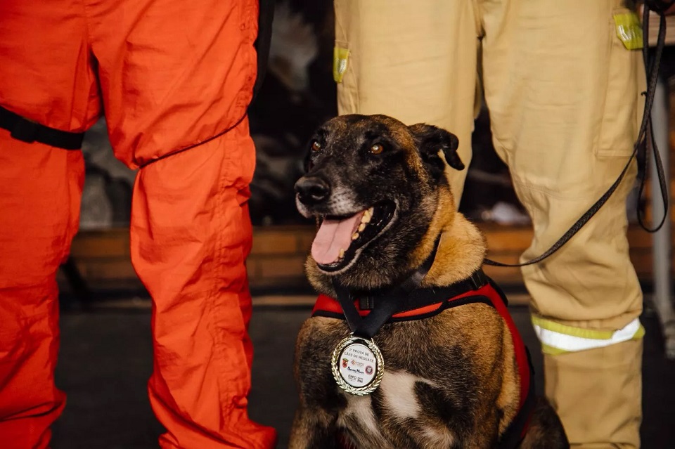 Cadela Kyra recebeu homenagem neste domingo (13) por serviços prestados ao Corpo de Bombeiros