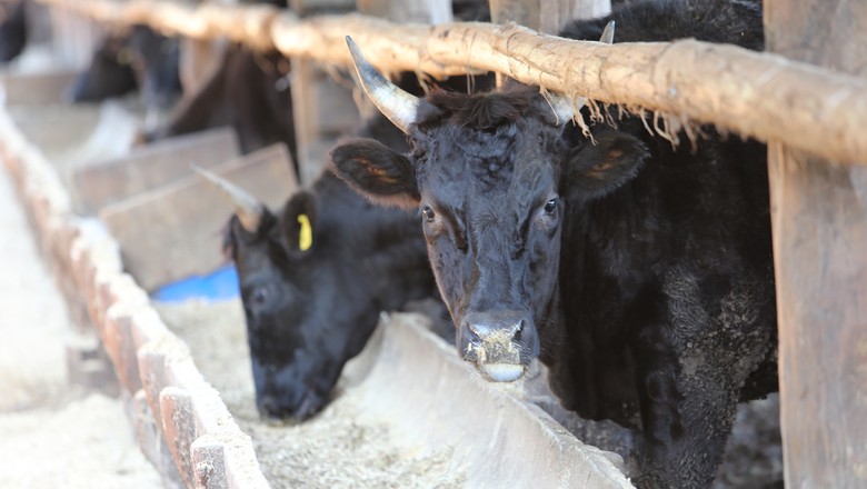 Wagyu costuma ficar de 8 a 12 meses em confinamento para garantir qualidade do marmoreio (Foto: ABCWagyu/Divulgação )